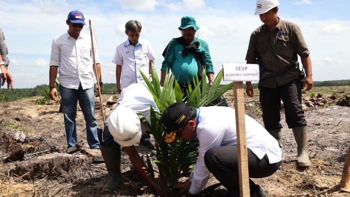PTPN V Remajakan 13.727 Hektare Perkebunan Sawit Inti hingga 2026