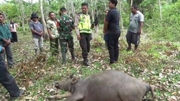 Diduga Terpapar Penyakit SE, 426 Kerbau di Rokan Hulu Mati