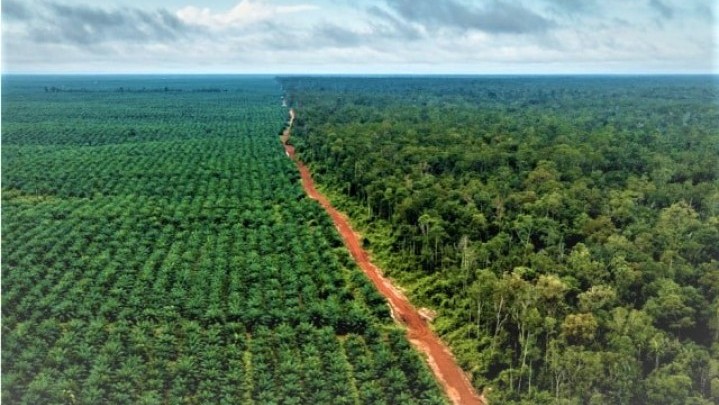 Banyak Kebun Masyarakat Batang Cenaku Inhu Masuk Kawasan Hutan, Ini Tanggapan Gubri Syamsuar Banyak Kebun Masyarakat Batang Cenaku Inhu Masuk Kawasan Hutan, Ini Tanggapan Gubri Syamsuar