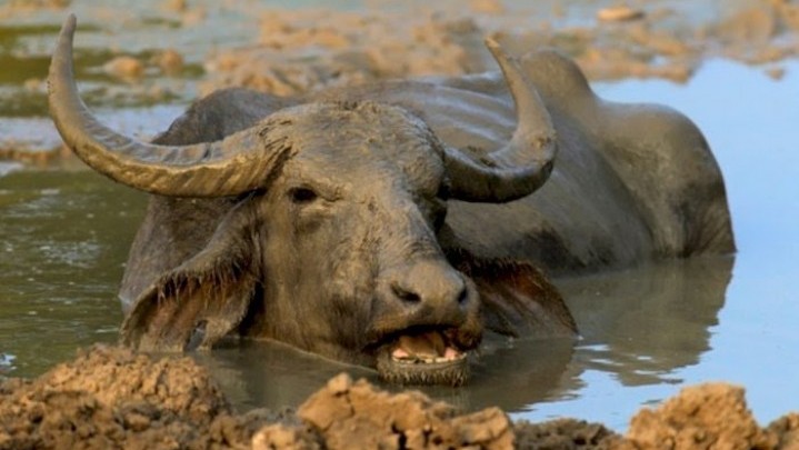 Sudah 26 Kerbau di Rohul Mati Akibat Penyakit Ngorok Sudah 26 Kerbau di Rohul Mati Akibat Penyakit Ngorok