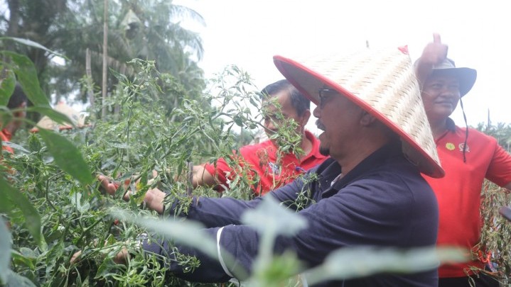 Ini Alasan Pemkab Siak Ajak Masyarakat Tanam Cabai Ini Alasan Pemkab Siak Ajak Masyarakat Tanam Cabai