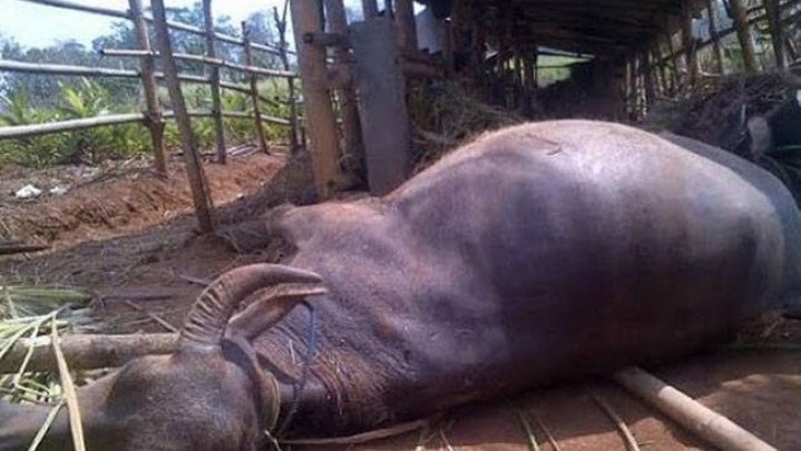 Penyakit Ternak Ngorok di Rohul, Ini Hasil yang Didapatkan Tim Investigasi Penyakit Ternak Ngorok di Rohul, Ini Hasil yang Didapatkan Tim Investigasi