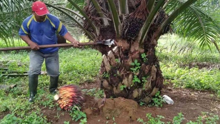 Alhamdulillah, Harga Sawit di Riau Pekan Ini Naik Alhamdulillah, Harga Sawit di Riau Pekan Ini Naik