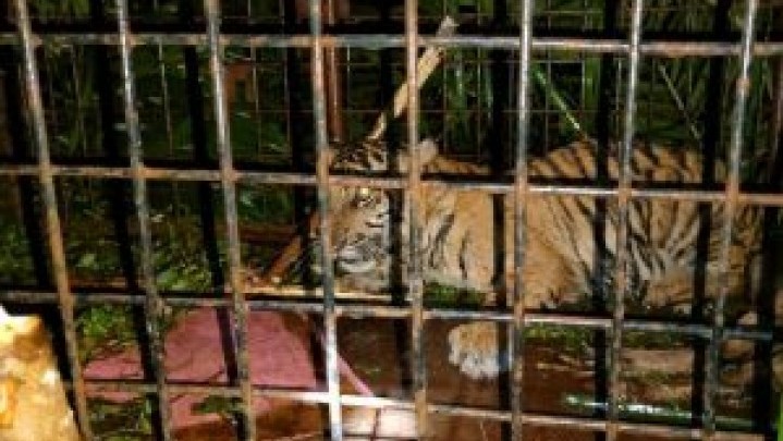 Di Pelalawan Anak Harimau Masuk Perangkap BKSDA Riau Di Pelalawan Anak Harimau Masuk Perangkap BKSDA Riau