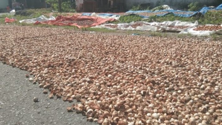 Harga Jual Pinang Kering di Riau Dipatok Rp9.925 per Kg Harga Jual Pinang Kering di Riau Dipatok Rp9.925 per Kg