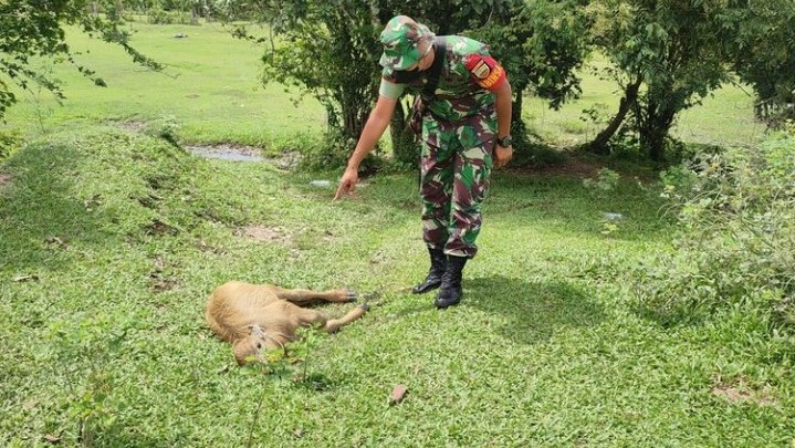 Penyakit Ternak Ngorok di Rohul: 119 Mati, 332 Dipotong Paksa Penyakit Ternak Ngorok di Rohul: 119 Mati, 332 Dipotong Paksa