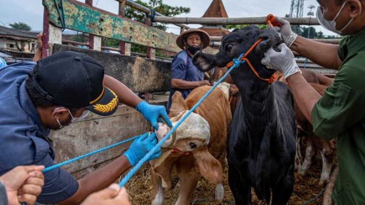 Tersisa 18 Kasus PMK Ternak di Riau
