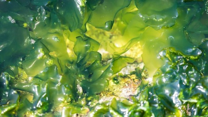 'Makanan Tertua' di Dunia Ditemukan dalam Fosil 550 Juta Tahun 'Makanan Tertua' di Dunia Ditemukan dalam Fosil 550 Juta Tahun