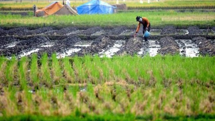Program Baja Sawah Gratis, Diklaim Bupati Tanah Datar Sudah Capai 3.720 Hektar Program Baja Sawah Gratis, Diklaim Bupati Tanah Datar Sudah Capai 3.720 Hektar