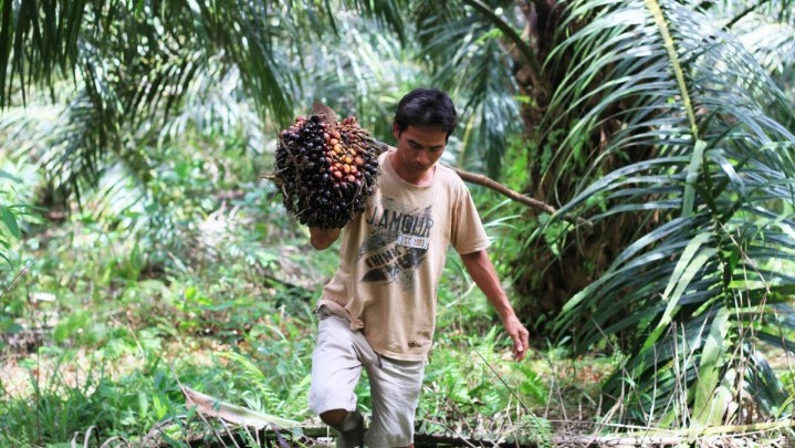 Alhamdulillah, Harga Sawit di Riau Sepekan ke Depan Naik