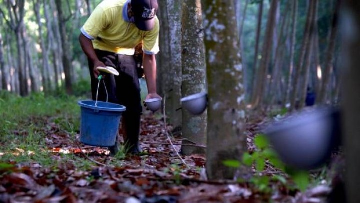 Di Riau Harga Karet Pekan Ini Turun