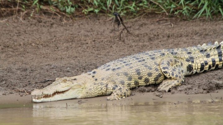 Pria di Jambi Diterkam Buaya saat Memancing