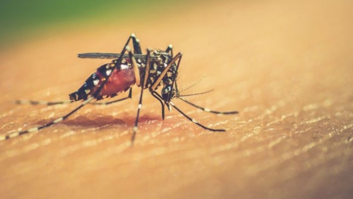 Enam Warga Kota Batam Meninggal Akibat DBD