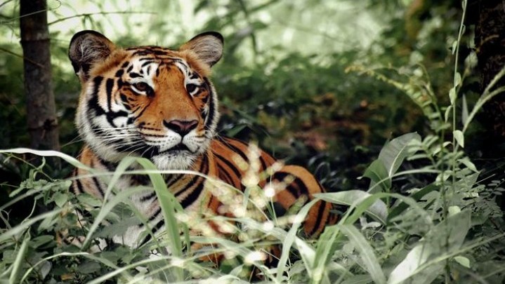 Dua Ekor Kerbau di Solok Selatan Diduga Diterkam Harimau