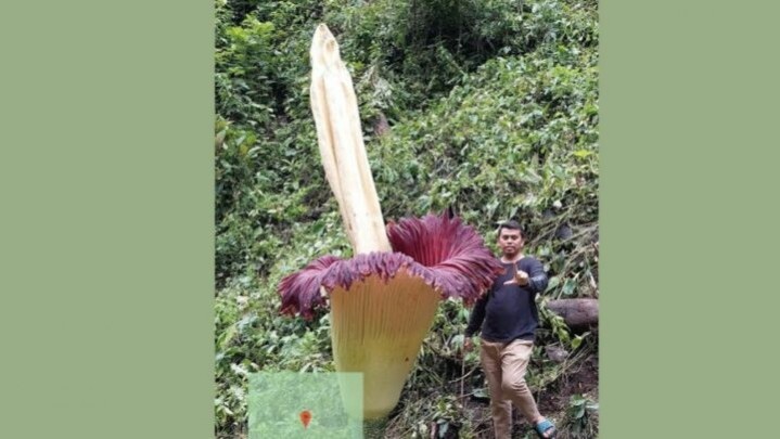 Bunga Bangkai Raksasa Ditemukan di Agam Sumbar