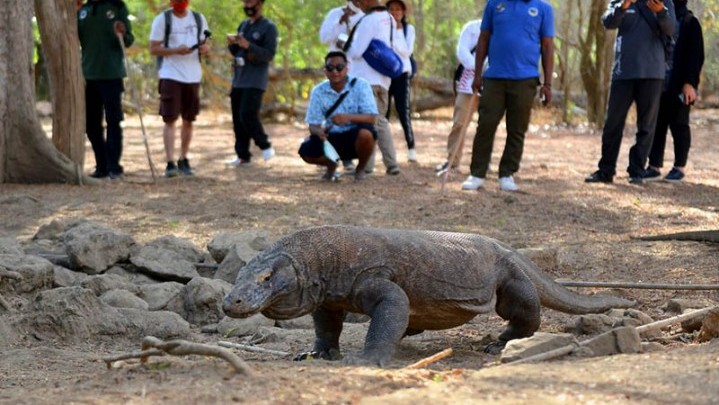 Tiket Masuk Pulau Komodo Rp3,75 Juta Akhirnya Batal Tiket Masuk Pulau Komodo Rp3,75 Juta Akhirnya Batal