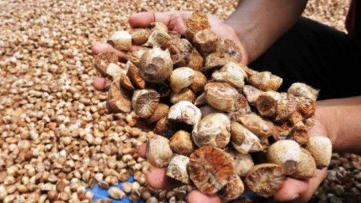 Harga Pinang di Riau Sepekan ke Depan Naik Harga Pinang di Riau Sepekan ke Depan Naik