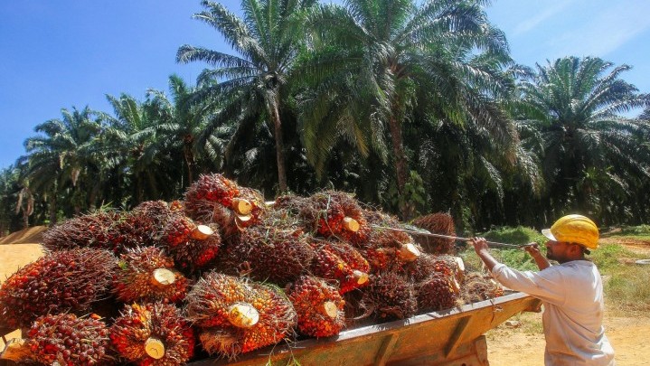 DBH Sawit, Besok Gubri Syamsuar Bertemu dengan Menko Airlangga DBH Sawit, Besok Gubri Syamsuar Bertemu dengan Menko Airlangga