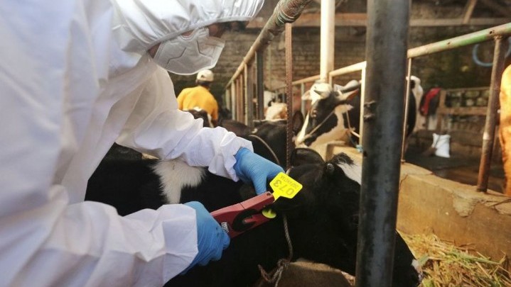 Distankan Pekanbaru Mengaku Gesa Vaksinasi PMK Ribuan Ternak