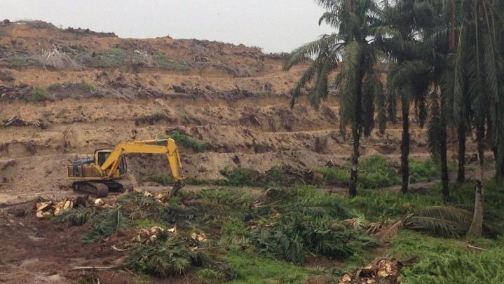 Sepanjang tahun 2022, Hanya 32.283,39 Hektar Lahan Kelapa Sawit di Riau yang Direplanting BPDPKS Sepanjang tahun 2022, Hanya 32.283,39 Hektar Lahan Kelapa Sawit di Riau yang Direplanting BPDPKS