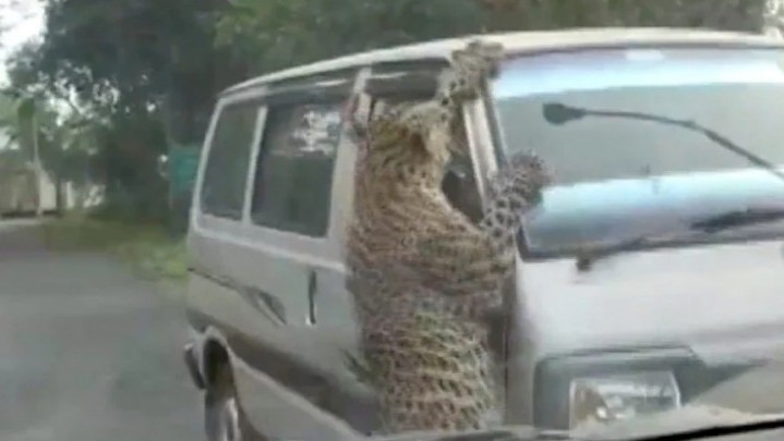 Macan Tutul Liar Serang Pemukiman, 15 Orang Luka-luka