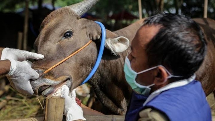 Di Riau Tidak Ditemukan Lagi Kasus PMK Ternak Di Riau Tidak Ditemukan Lagi Kasus PMK Ternak