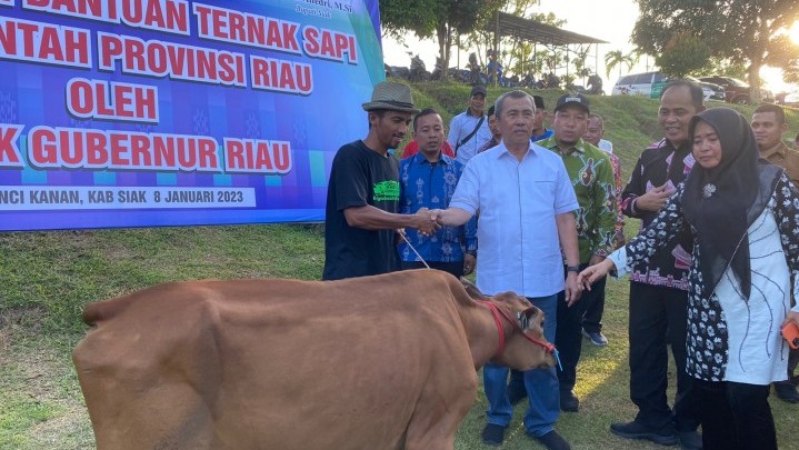 269 Kelompok Peternak di Riau Dapat 1.883 Ekor Sapi Madura