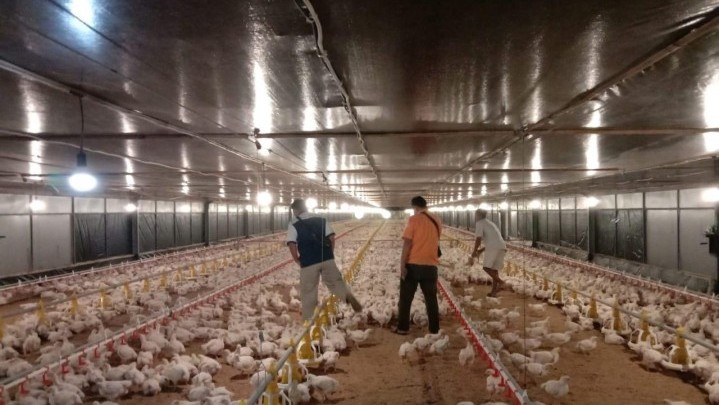 Buntut Harga Ayam Anjlok, Peternak Rugi Rp3,2 T Buntut Harga Ayam Anjlok, Peternak Rugi Rp3,2 T