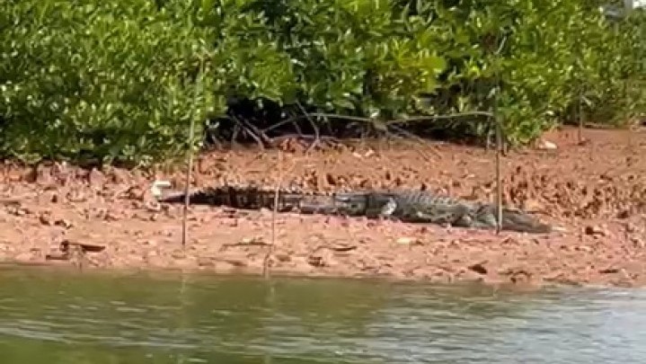 Warga Pesisir Tanjungunggat dan Seijang Diminta Waspada Usai Penampakan Buaya