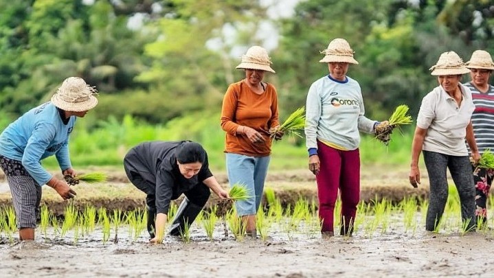Tanam Padi Maju Diklaim Puan Tiru Ibu-ibu Petani, Istilahnya Namju Tanam Padi Maju Diklaim Puan Tiru Ibu-ibu Petani, Istilahnya Namju