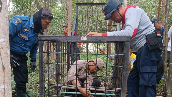 BBKSDA Riau Beri Penjelasan Terkait Harimau Masuk Kota Siak