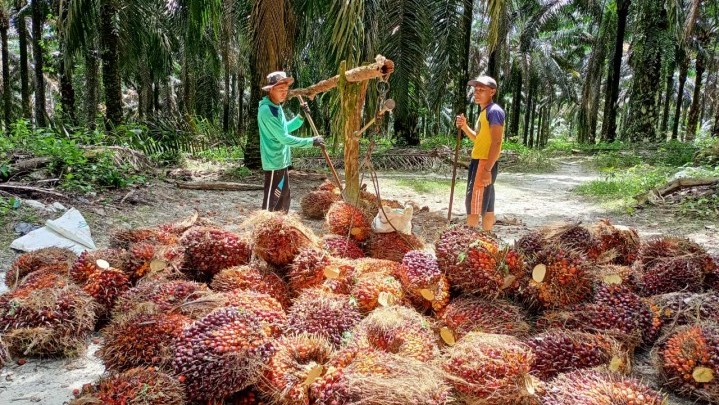 Sepekan ke Depan Harga Sawit di Riau Turun