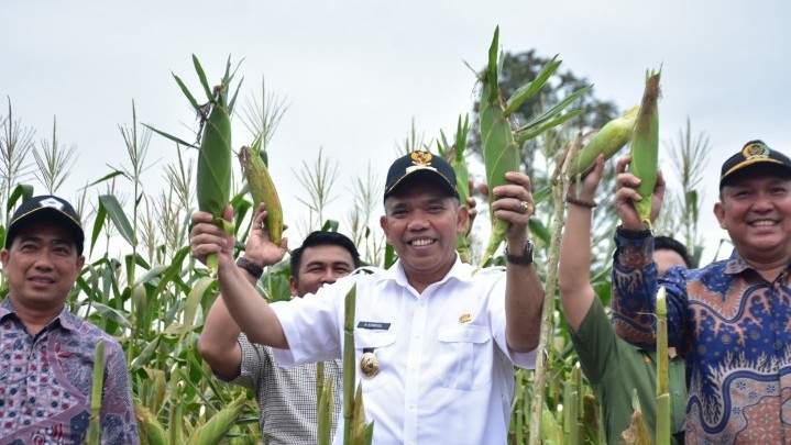 Panen Jagung Manis Desa Pulau Birandang, Pj. Bupati Kampar Arahkan Cipta Desa Ekowisata dan Desa Tematik