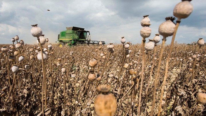 Petani Myanmar Terpaksa Kembali Produksi Opium Petani Myanmar Terpaksa Kembali Produksi Opium