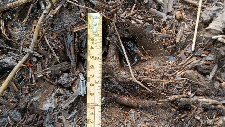 Jejak Harimau Ditemukan Petani Siak di Kebun Sawit Jejak Harimau Ditemukan Petani Siak di Kebun Sawit