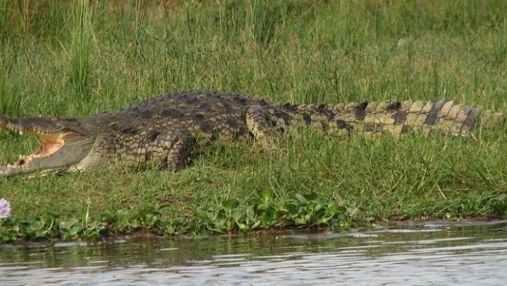 Januari Tahun Ini BKSDA Sumbar Catat Sembilan Konflik Buaya dan Manusia