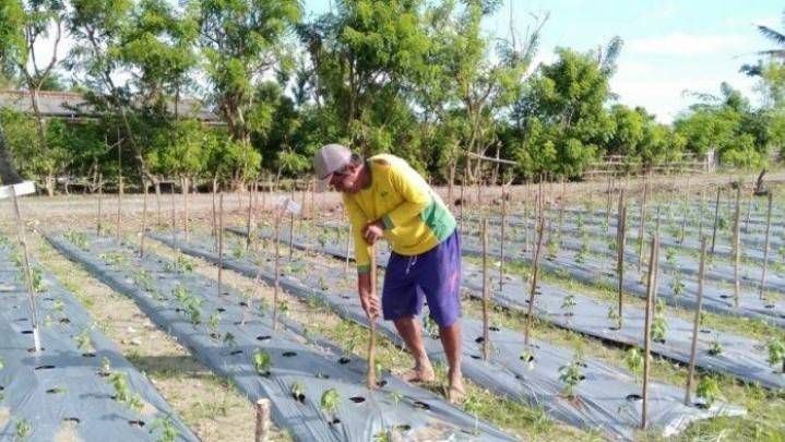 Pekanbaru Terima Bibit Cabai untuk Lahan 10 Hektar