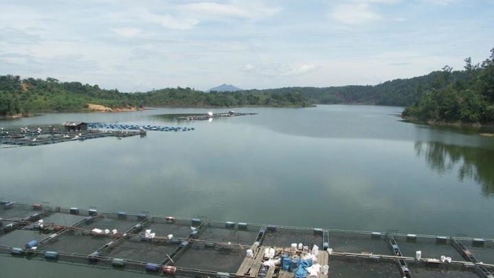 Ribuan Ikan Mas Mati di Danau PLTA Koto Panjang Ribuan Ikan Mas Mati di Danau PLTA Koto Panjang