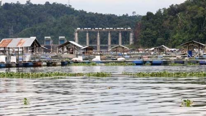Sehari 15 Ton Ikan Mati di Kerambah Waduk Koto Panjang, Kerugian Capai Rp4,2 Miliar