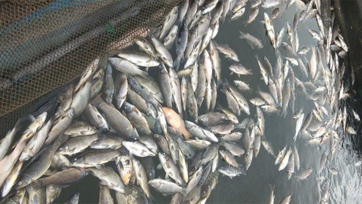 Matinya 150 Ton Ikan di Keramba Waduk Koto Panjang Disebabkan Koi Herpes Virus Matinya 150 Ton Ikan di Keramba Waduk Koto Panjang Disebabkan Koi Herpes Virus