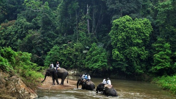 3 Taman Nasional di Sumatera Berstatus dalam Bahaya 3 Taman Nasional di Sumatera Berstatus dalam Bahaya