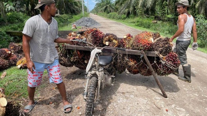 Kabar Baik, Harga Sawit di Riau Sepekan ke Depan Naik Kabar Baik, Harga Sawit di Riau Sepekan ke Depan Naik