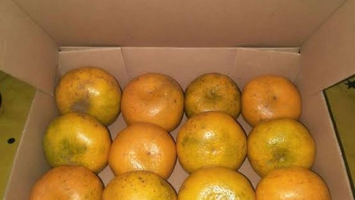 Salahi Prosedur, Karantina Padang Tahan Buah-buahan di BIM Salahi Prosedur, Karantina Padang Tahan Buah-buahan di BIM