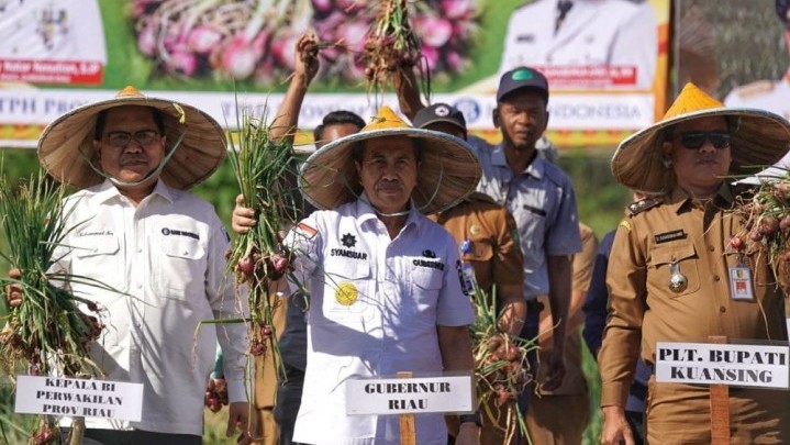 Kuansing Ukir Sejarah Daerah Penghasil Bawang Merah di Riau