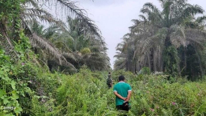 Penegasan Gubri: Percepat Status Legalitas Kebun Sawit Masyarakat Riau Penegasan Gubri: Percepat Status Legalitas Kebun Sawit Masyarakat Riau