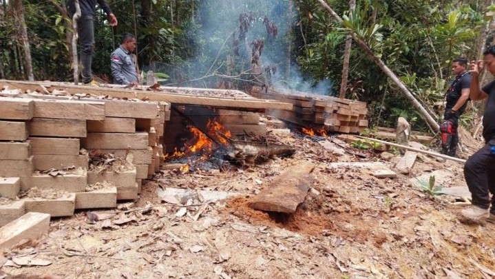 Di Bukit Batabuh Kuansing Ditemukan Bekas Aktivitas Perambahan Hutan Di Bukit Batabuh Kuansing Ditemukan Bekas Aktivitas Perambahan Hutan