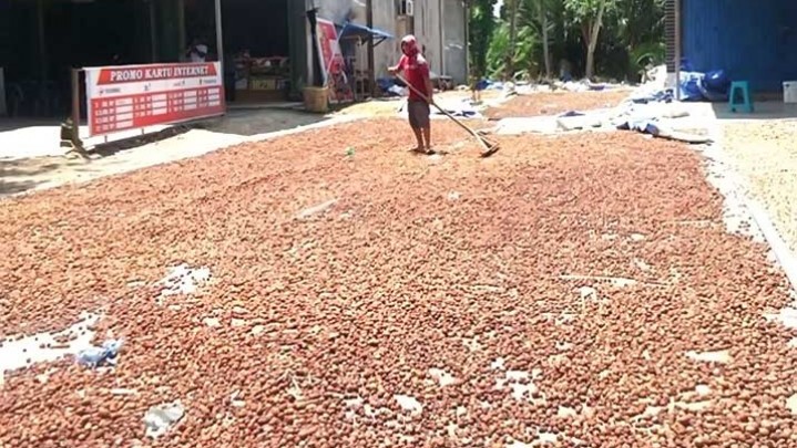 Sepekan ke Depan Harga Pinang di Riau Turun Sepekan ke Depan Harga Pinang di Riau Turun