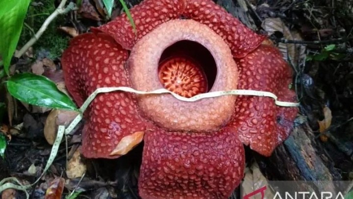 Di Hutan Saniangbaka Solok Ditemukan Dua Bunga Raflesia Sedang Mekar Di Hutan Saniangbaka Solok Ditemukan Dua Bunga Raflesia Sedang Mekar