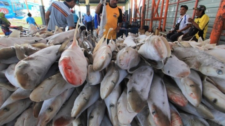 11 Ribu Ton Kebutuhan Ikan Warga Batam Tidak Terpenuhi 11 Ribu Ton Kebutuhan Ikan Warga Batam Tidak Terpenuhi