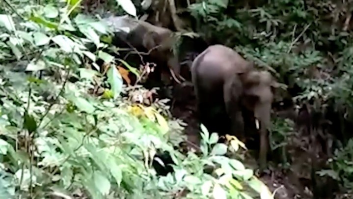 Dua Gajah Sumatera yang Sempat Terlihat di Sumbar Sudah Kembali ke Riau Dua Gajah Sumatera yang Sempat Terlihat di Sumbar Sudah Kembali ke Riau